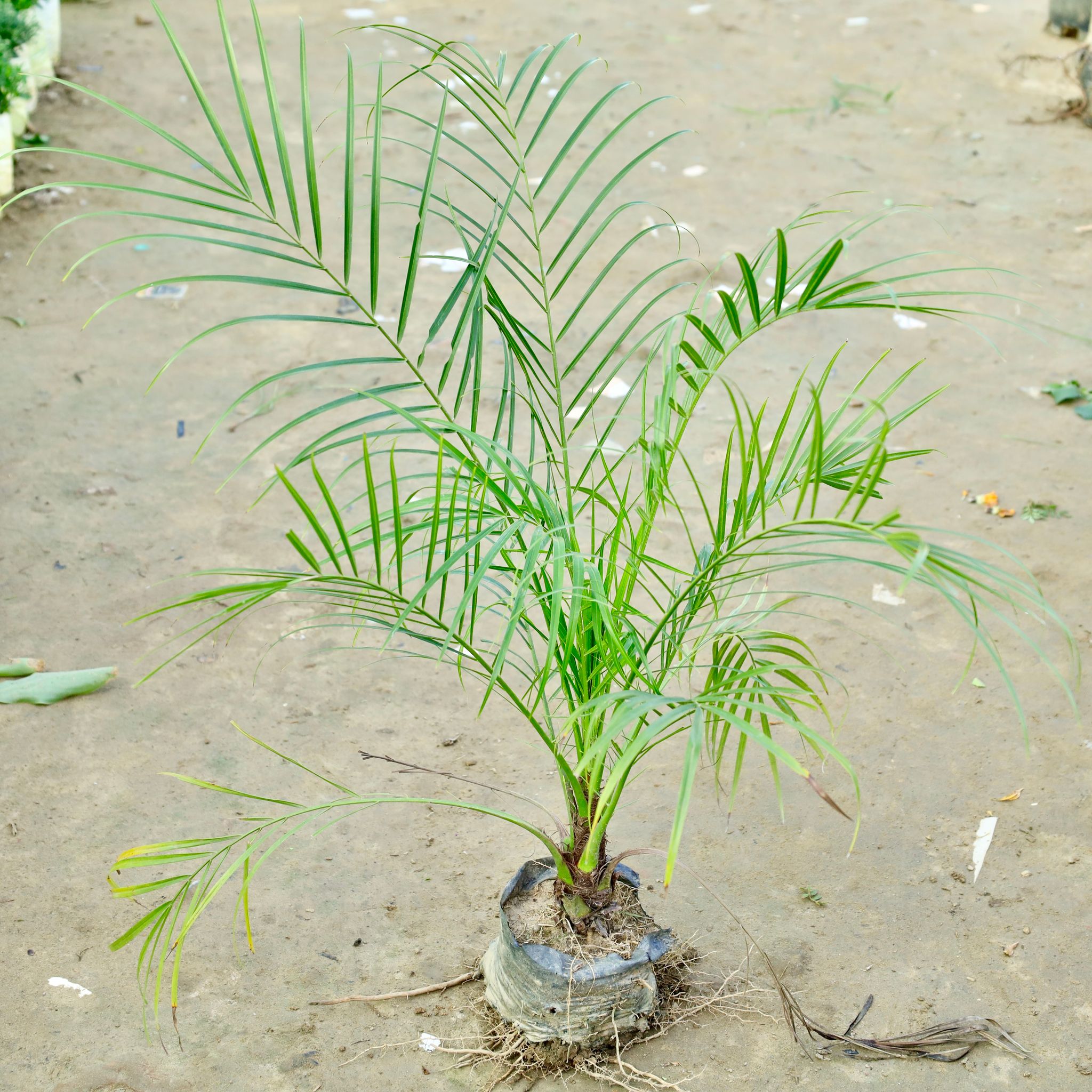 Phoenix Palm in 4 Inch Nursery bag