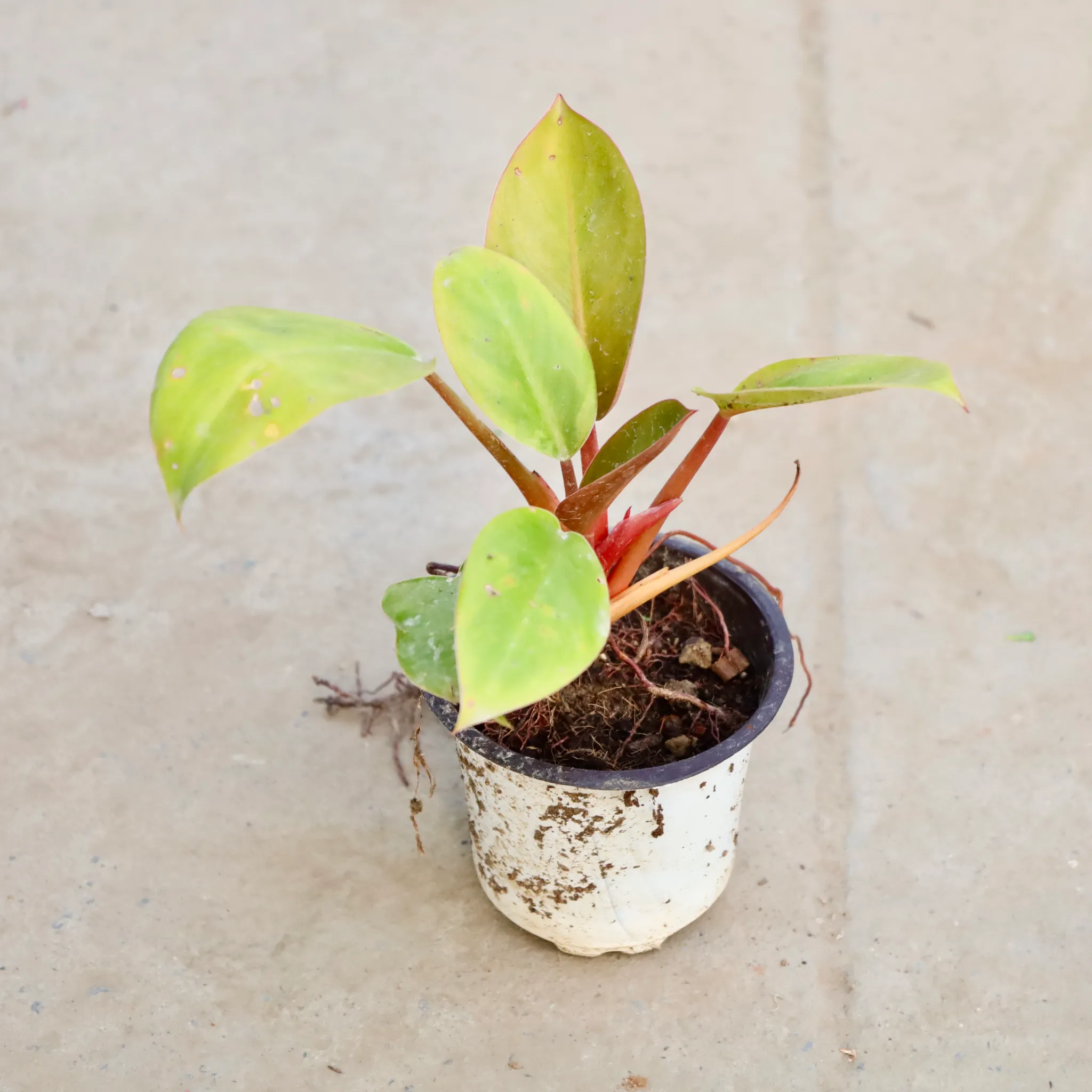 Philodendron Red in 4 Inch Nursery Pot