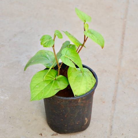 Paan / Betel Leaf in 4 Inch Nursery Pot
