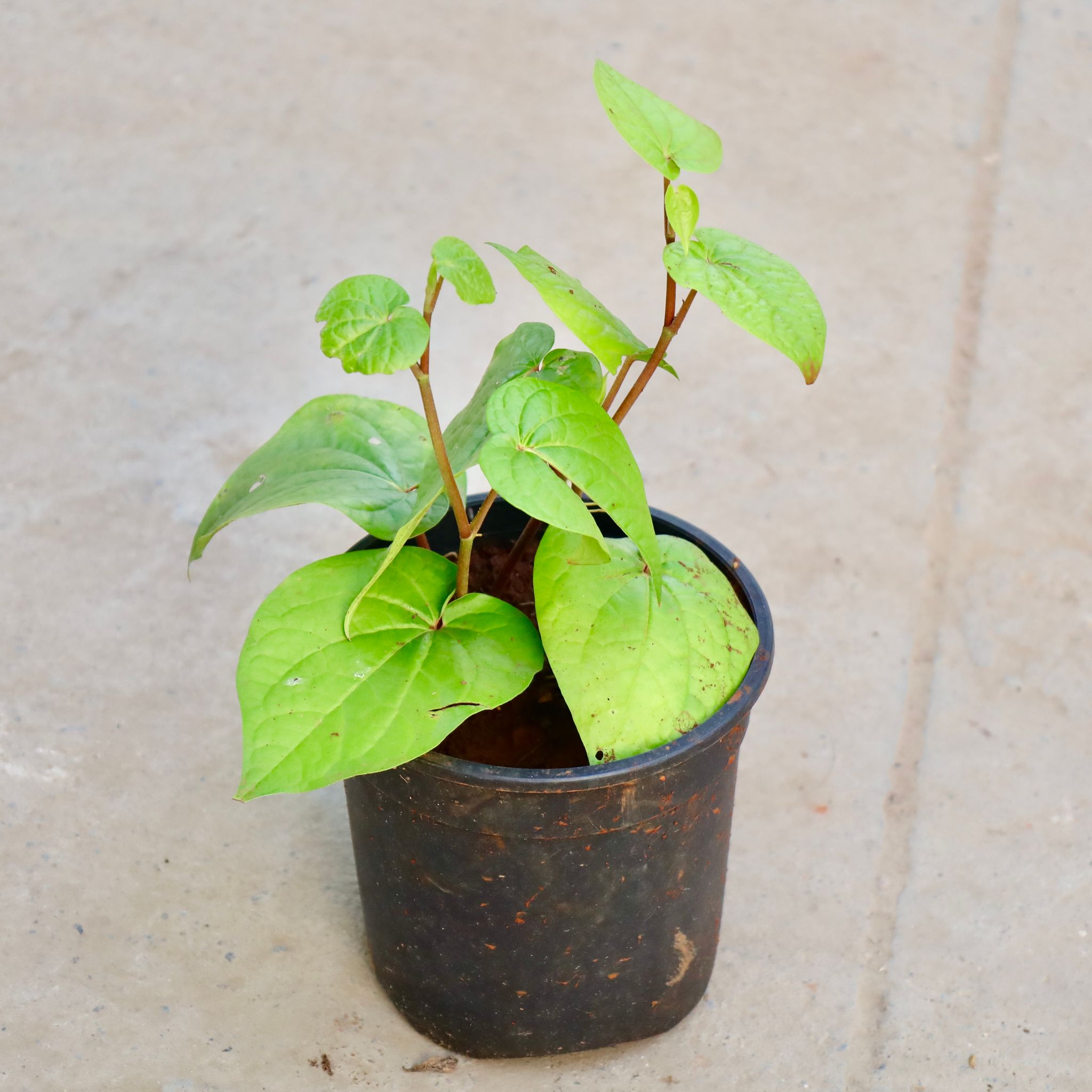 Paan / Betel Leaf in 4 Inch Nursery Pot