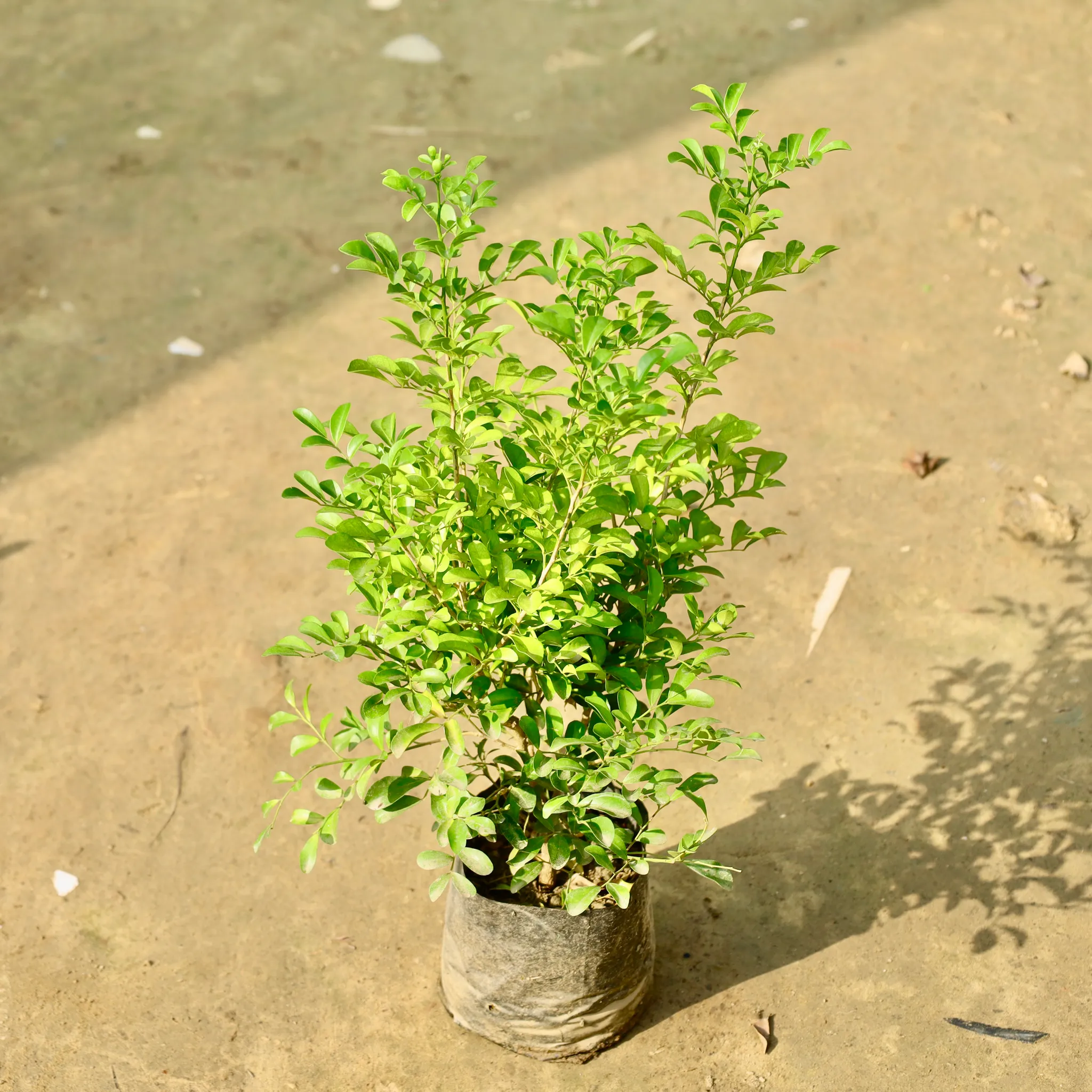 Murraya / Madhu Kamini White in 4 Inch Nursery bag