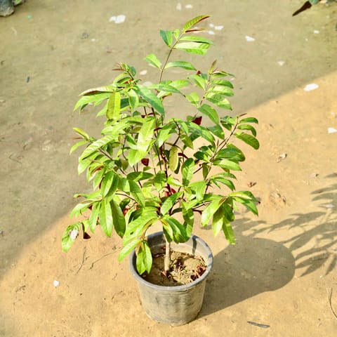 Laila Majnu in 8 Inch Nursery Pot