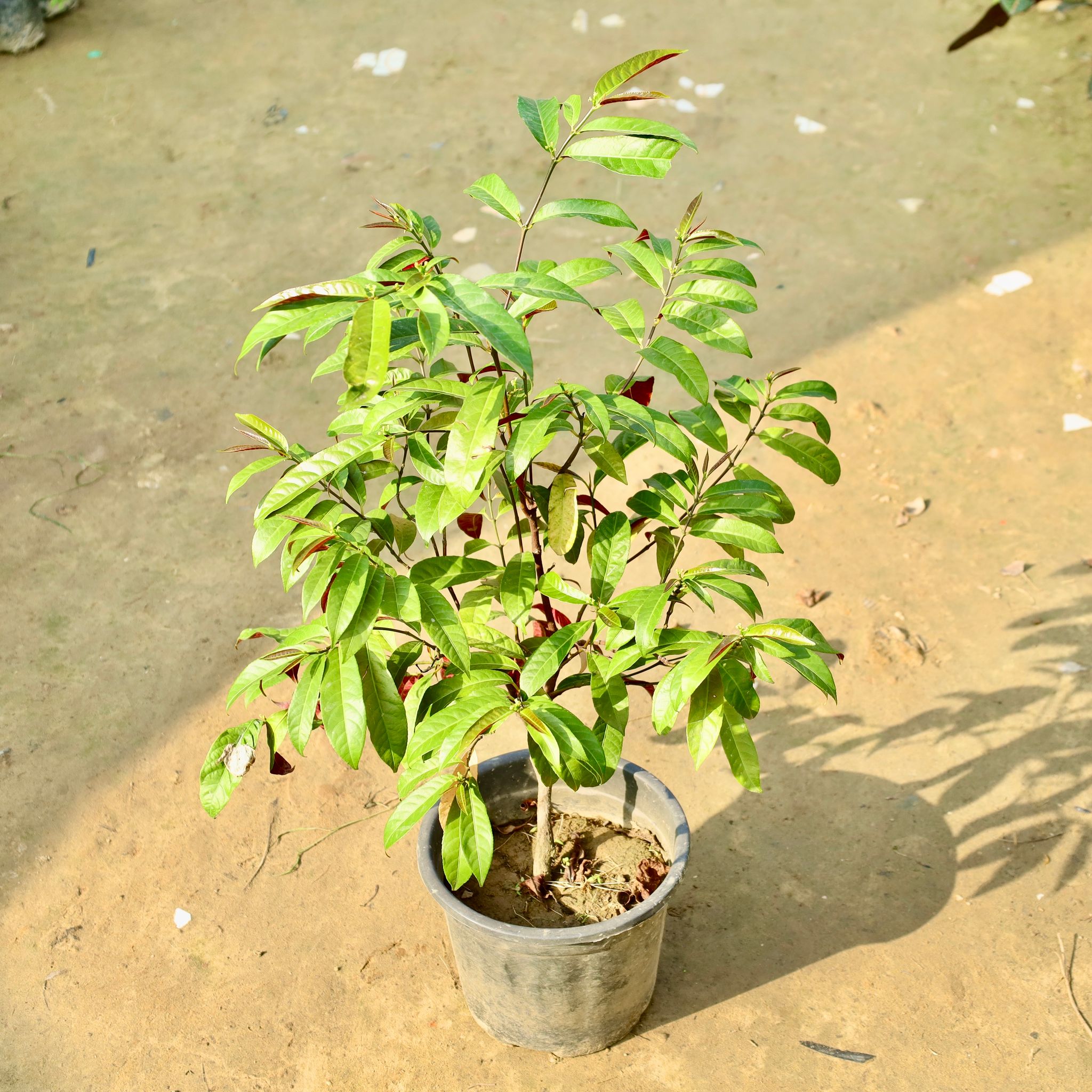 Laila Majnu in 8 Inch Nursery Pot