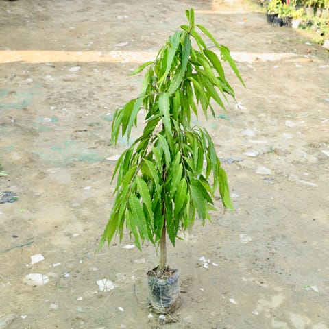 Ashoka Plant in 8 Inch Nursery bag
