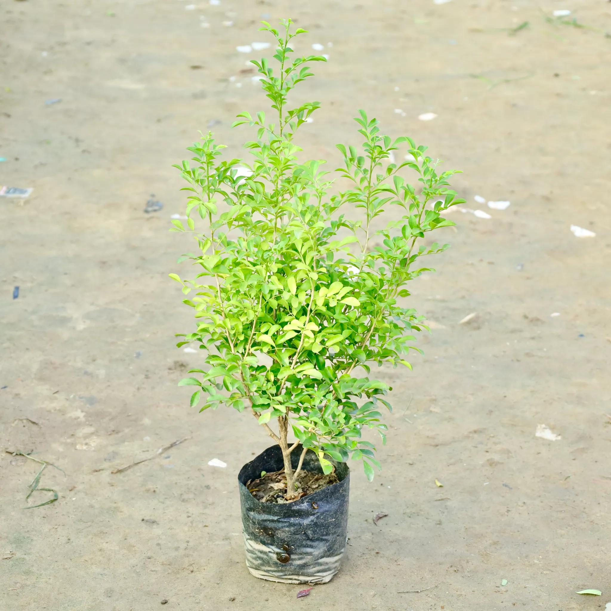 Murraya / MadhuKamini White  in 4 Inch Nursery bag