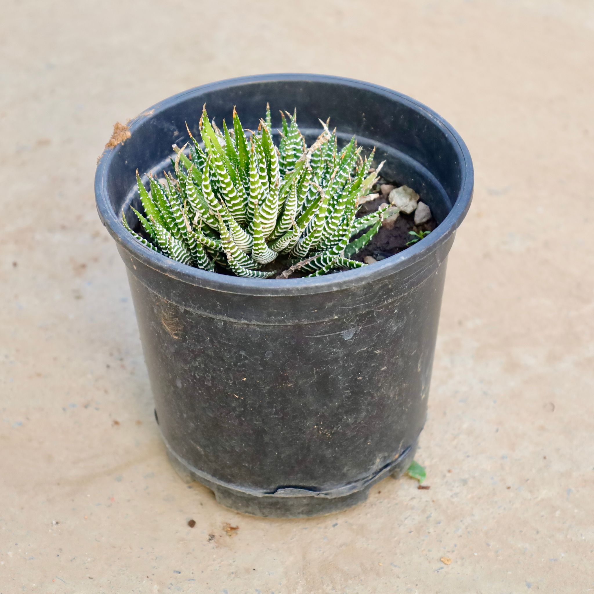 Haworthia Zebrina in 4 Inch Nursery Pot