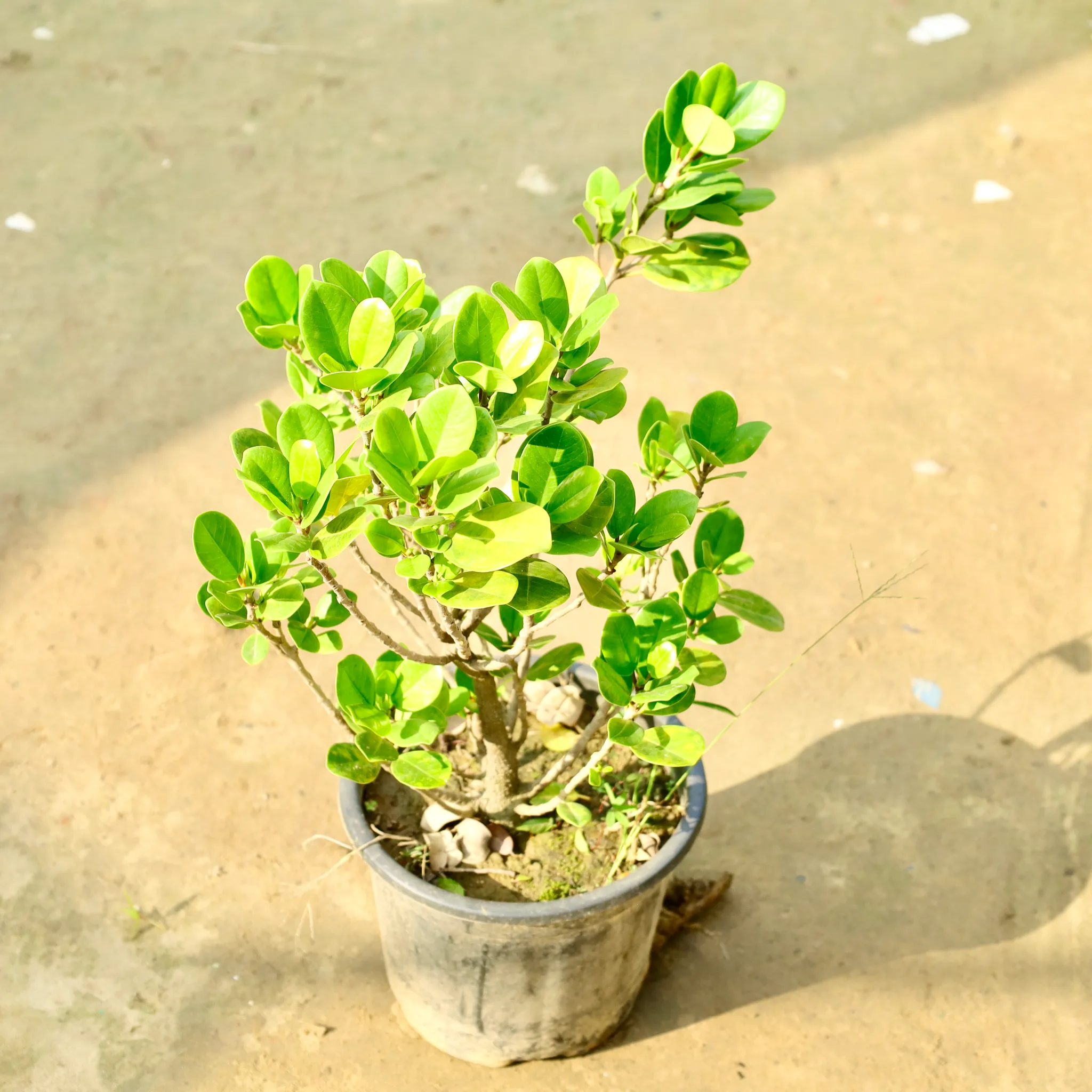 Ficus Long Island in 8 Inch Nursery Pot