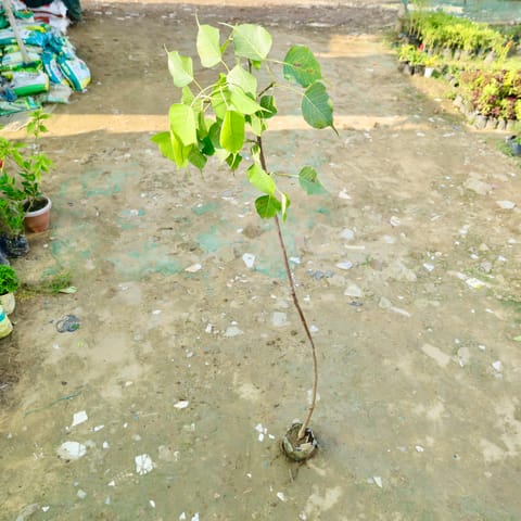 Peepal / Sacred Fig in 4 Inch Nursery bag