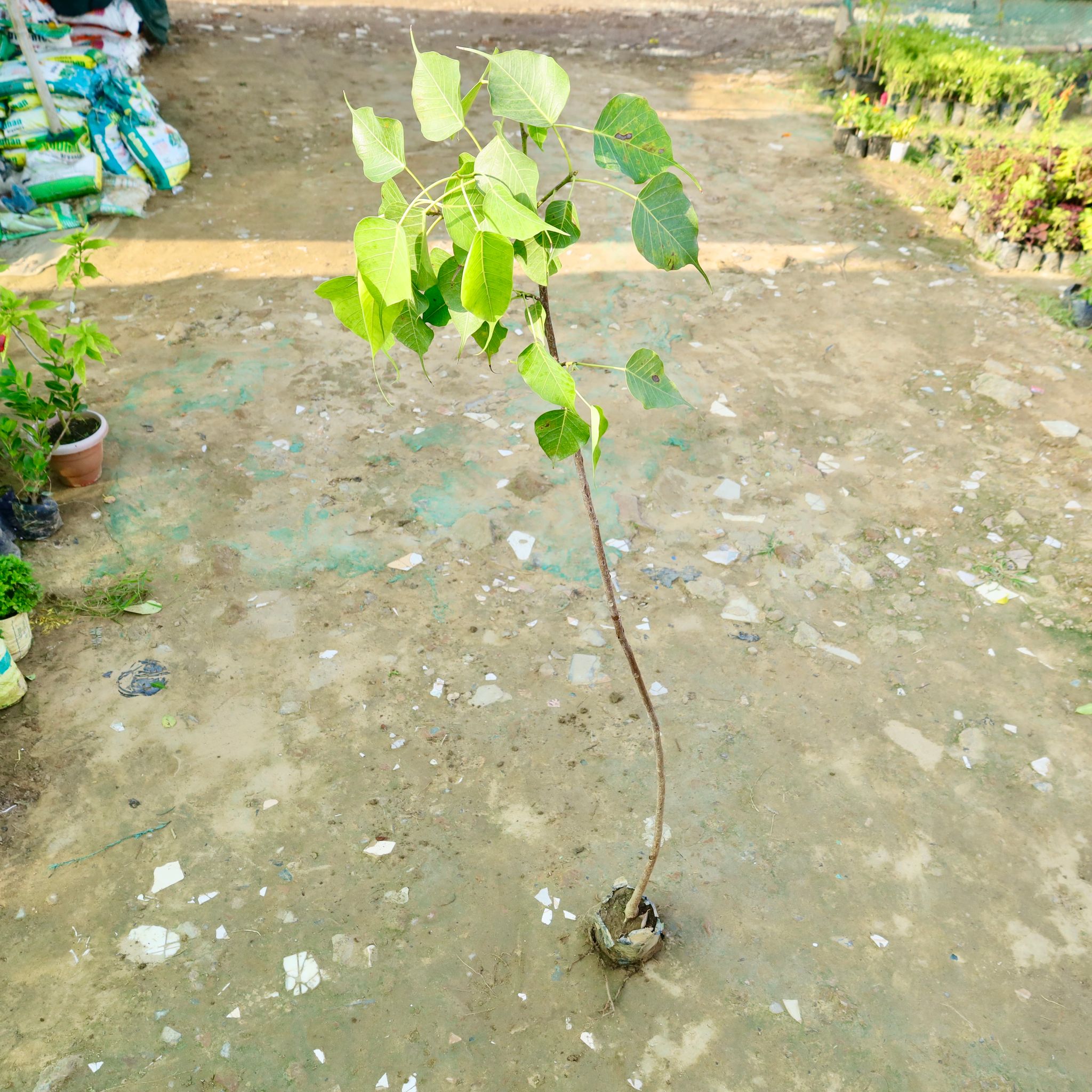 Peepal / Sacred Fig in 4 Inch Nursery bag