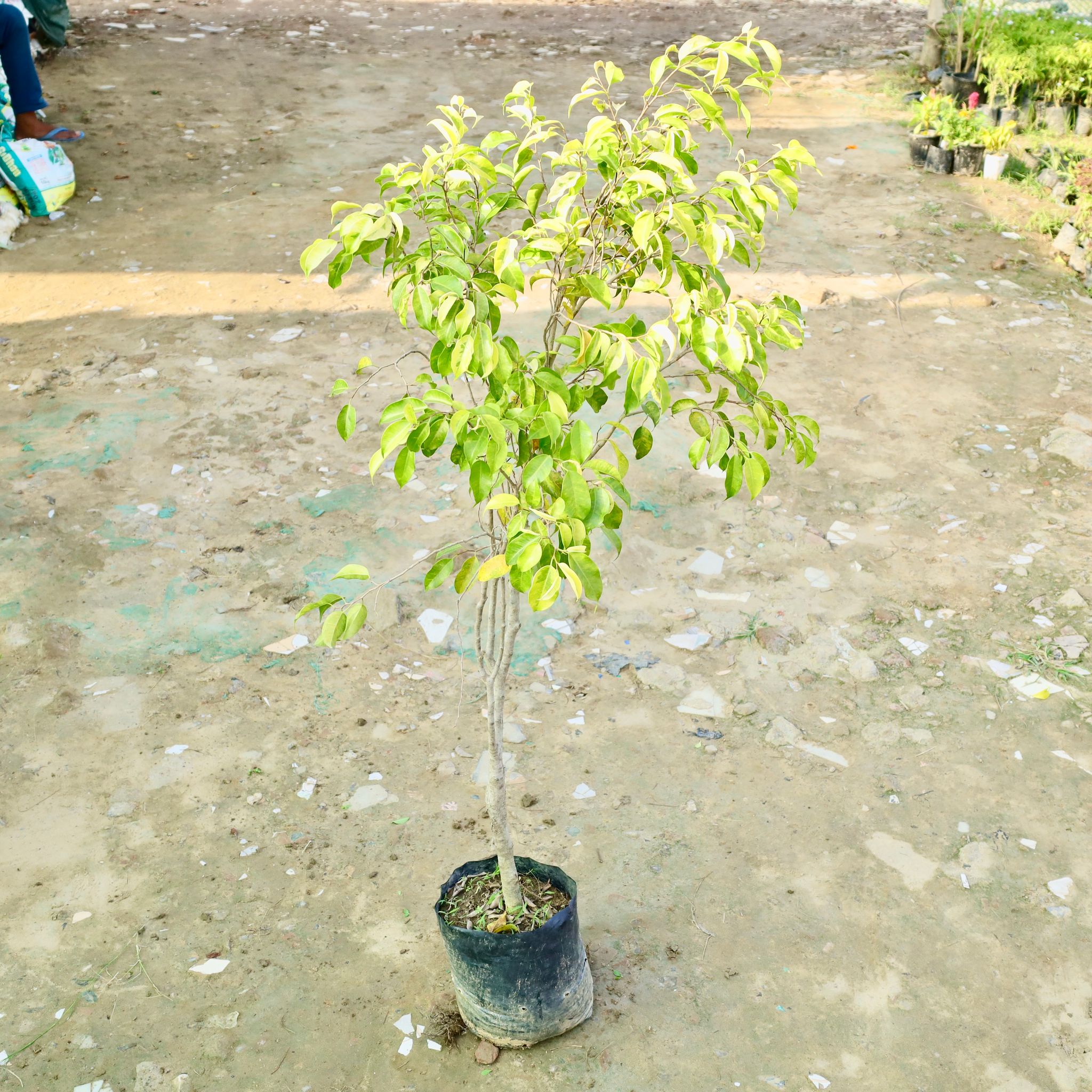 Ficus Yellow in 8 Inch Nursery bag