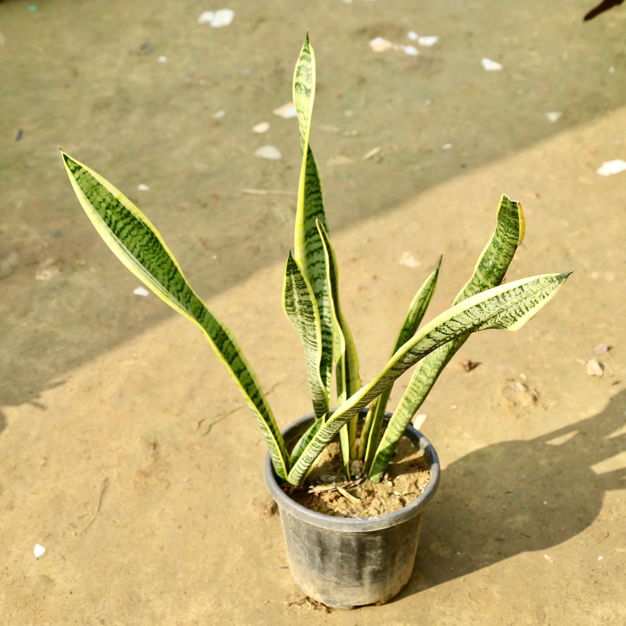 Snake Golden in 8 Inch Nursery Pot