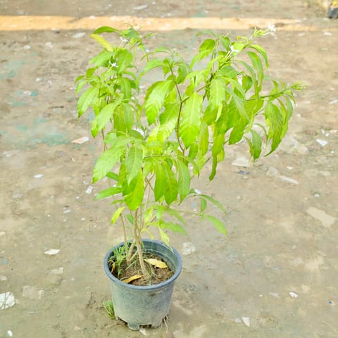 Chandni in 10 Inch Nursery Pot