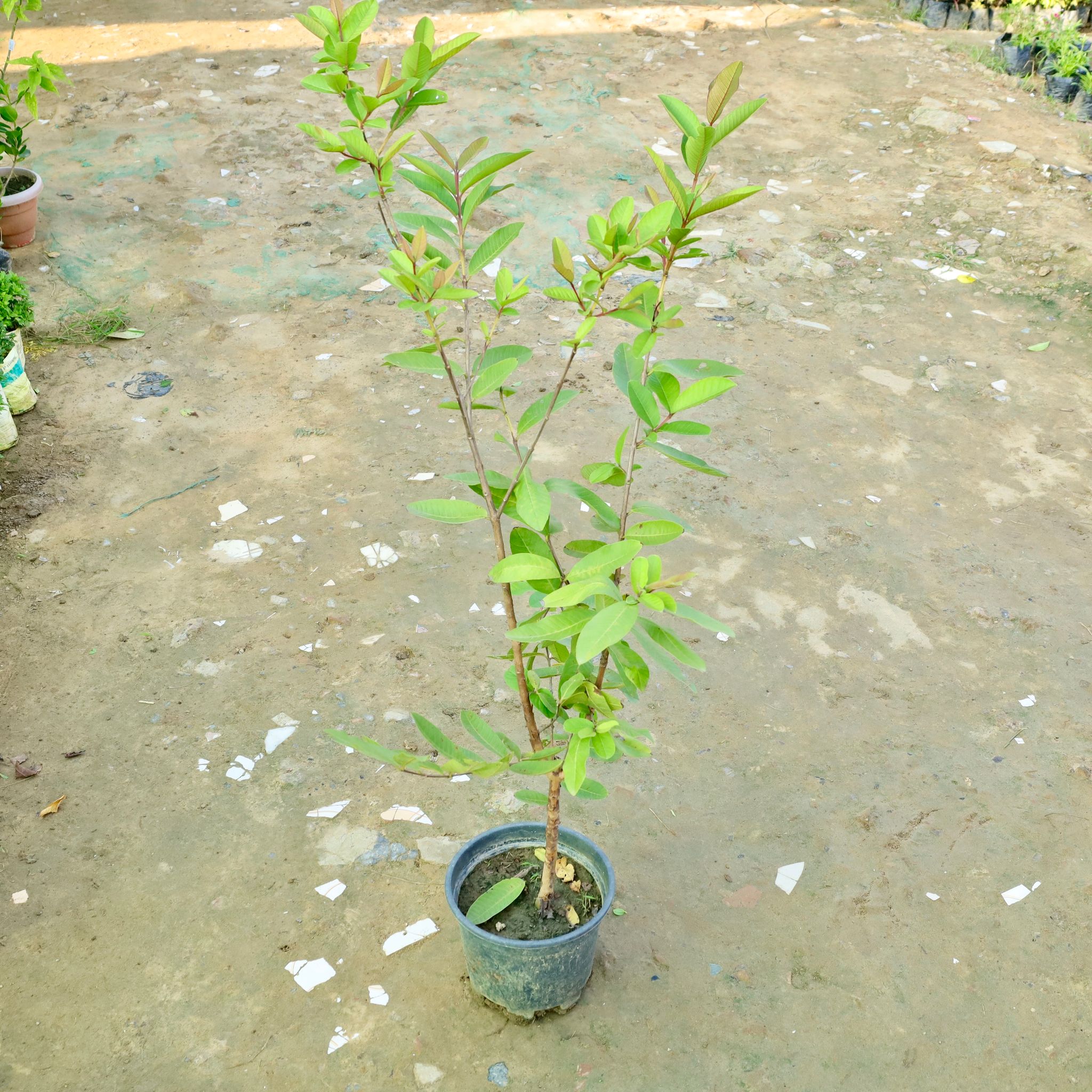 Amrood / Guava in 8 Inch Nursery Pot
