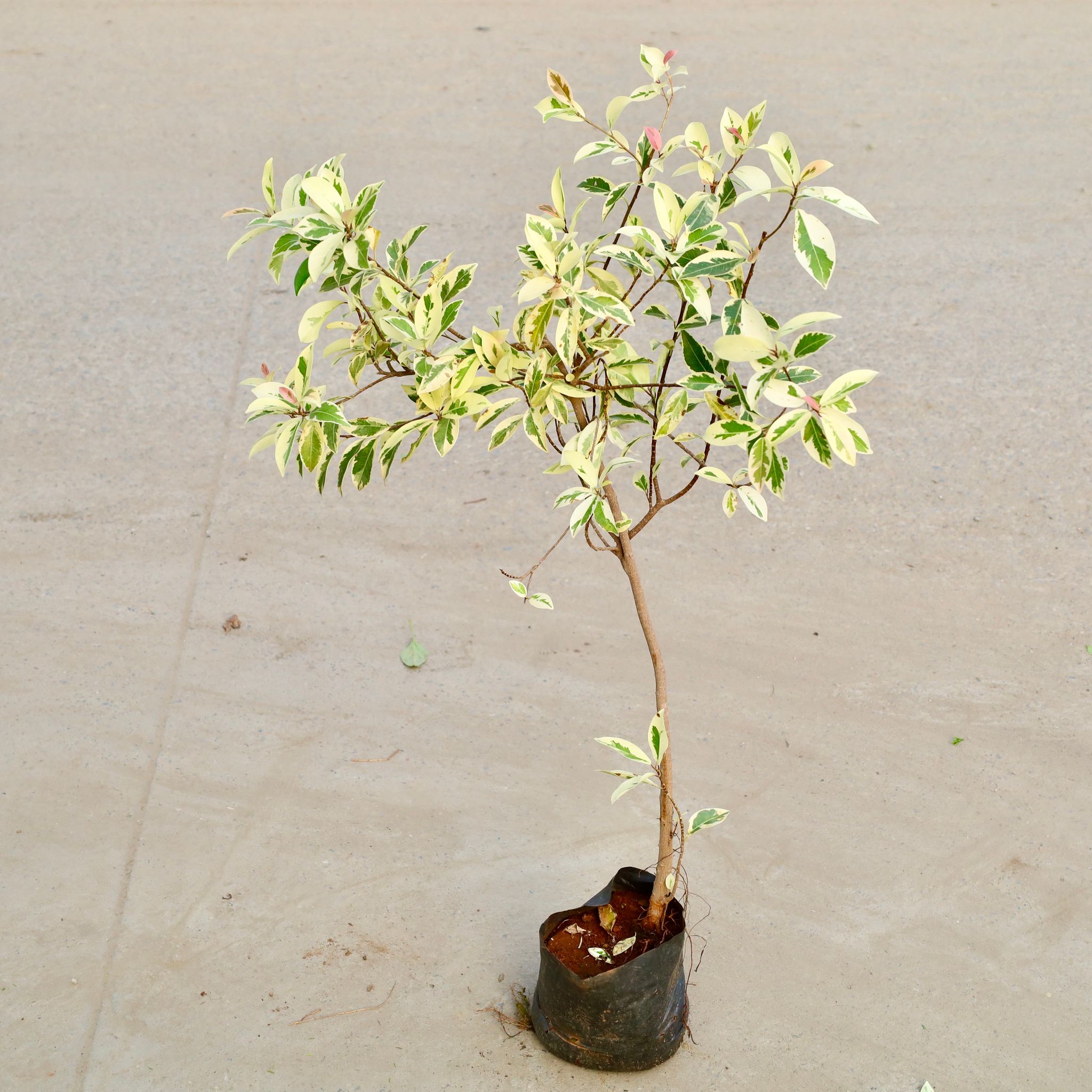 Ficus Safari (1.5 Ft) in 6 Inch Nursery bag