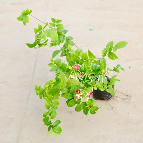 Madhu Malti / Rangoon Creeper Dwarf (Any Colour) in 6 Inch Nursery bag