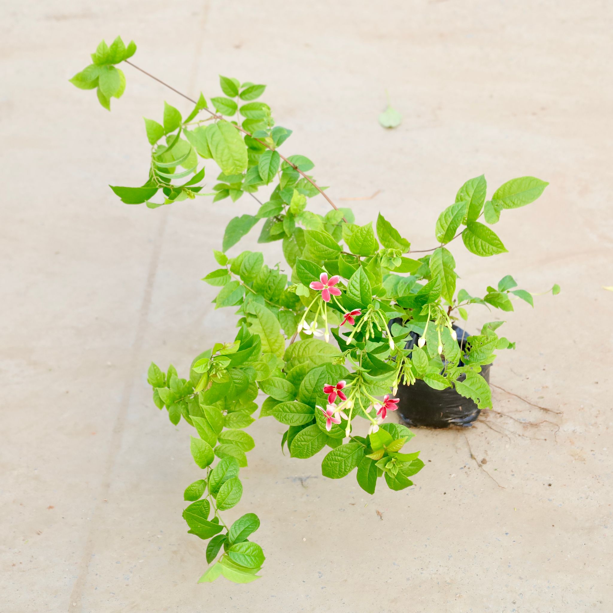Madhu Malti / Rangoon Creeper Dwarf (Any Colour) in 6 Inch Nursery bag