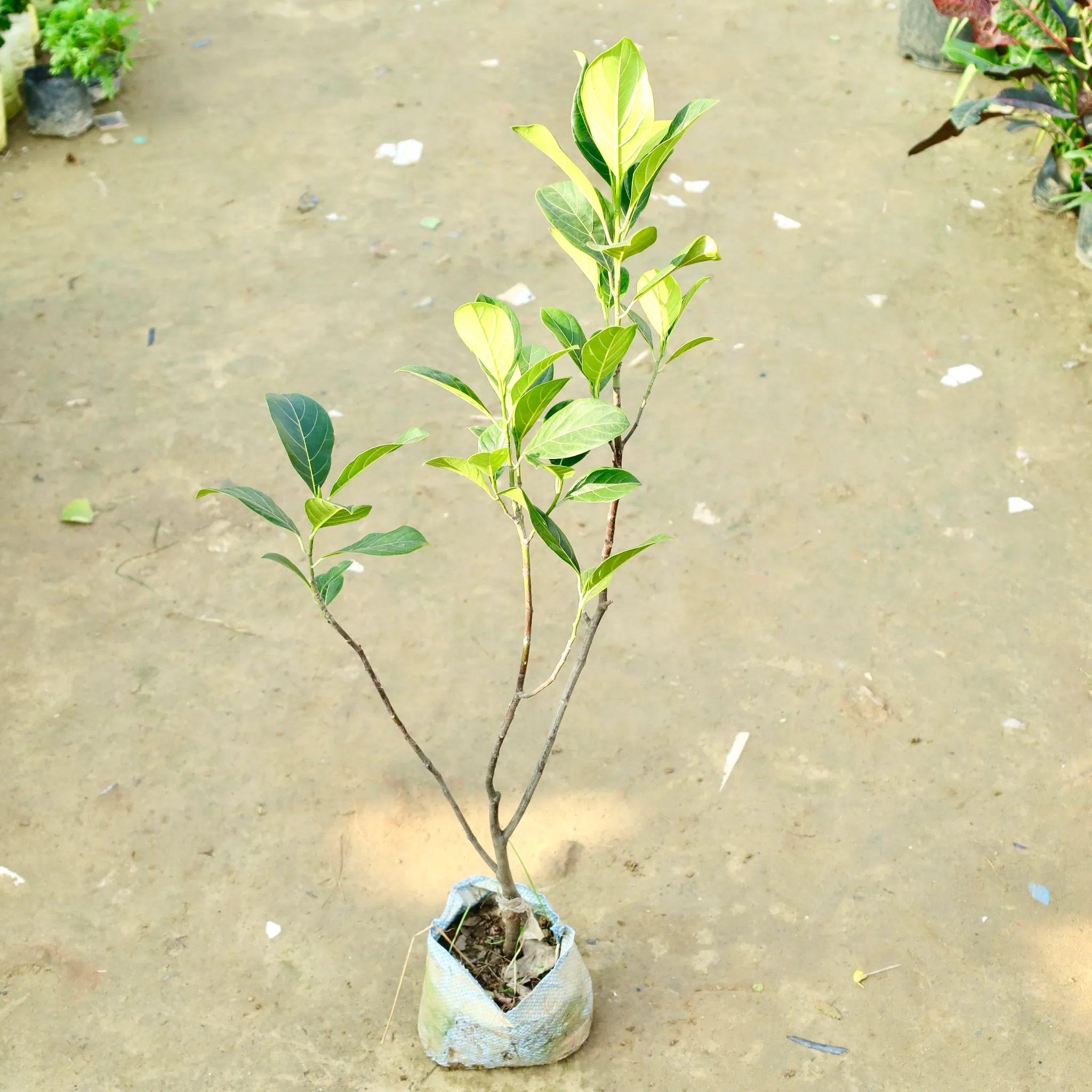 Jack Fruit Grafted / Kathal Plant (Any Colour) in 4 Inch Nursery bag