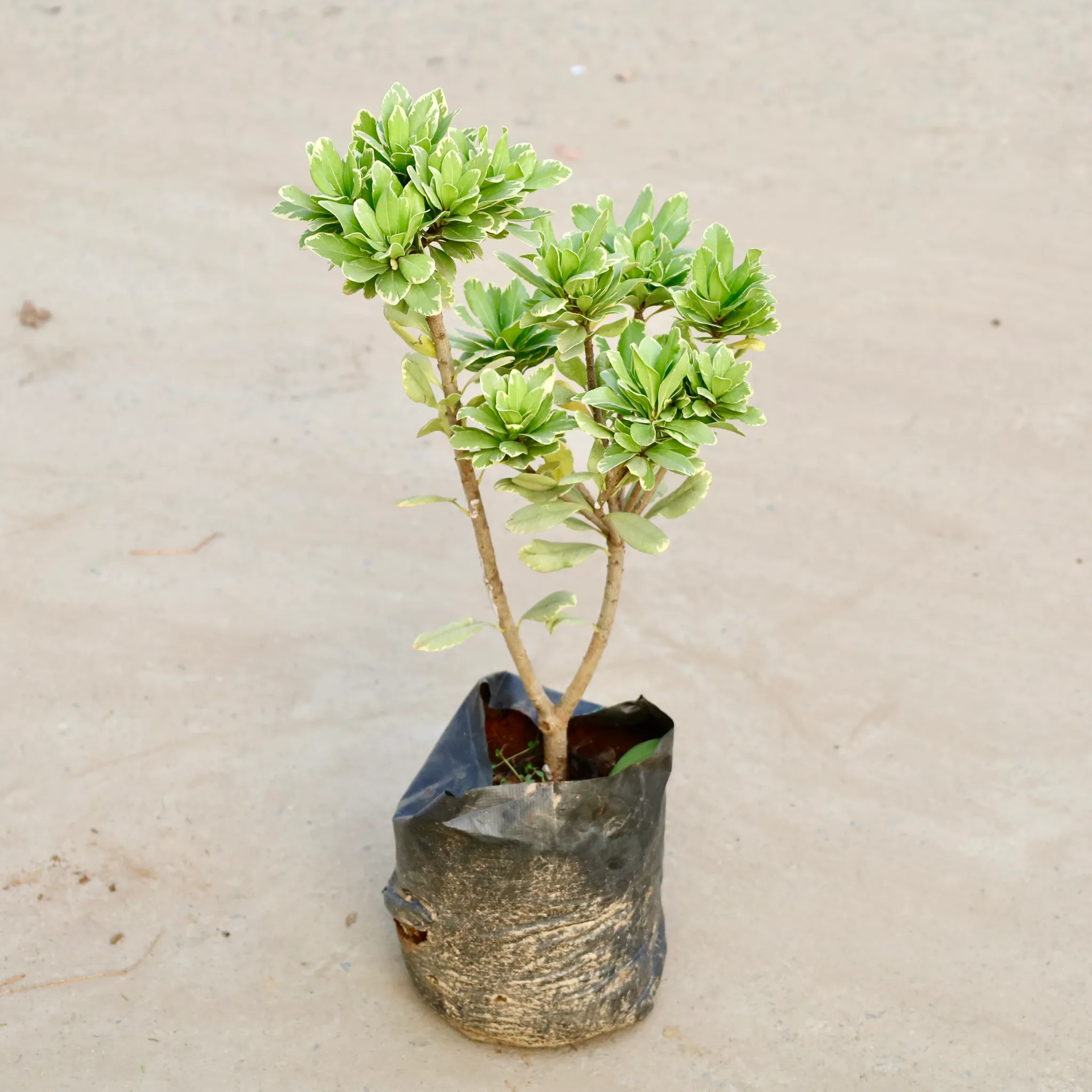 Pittosporum in 4 Inch Nursery bag