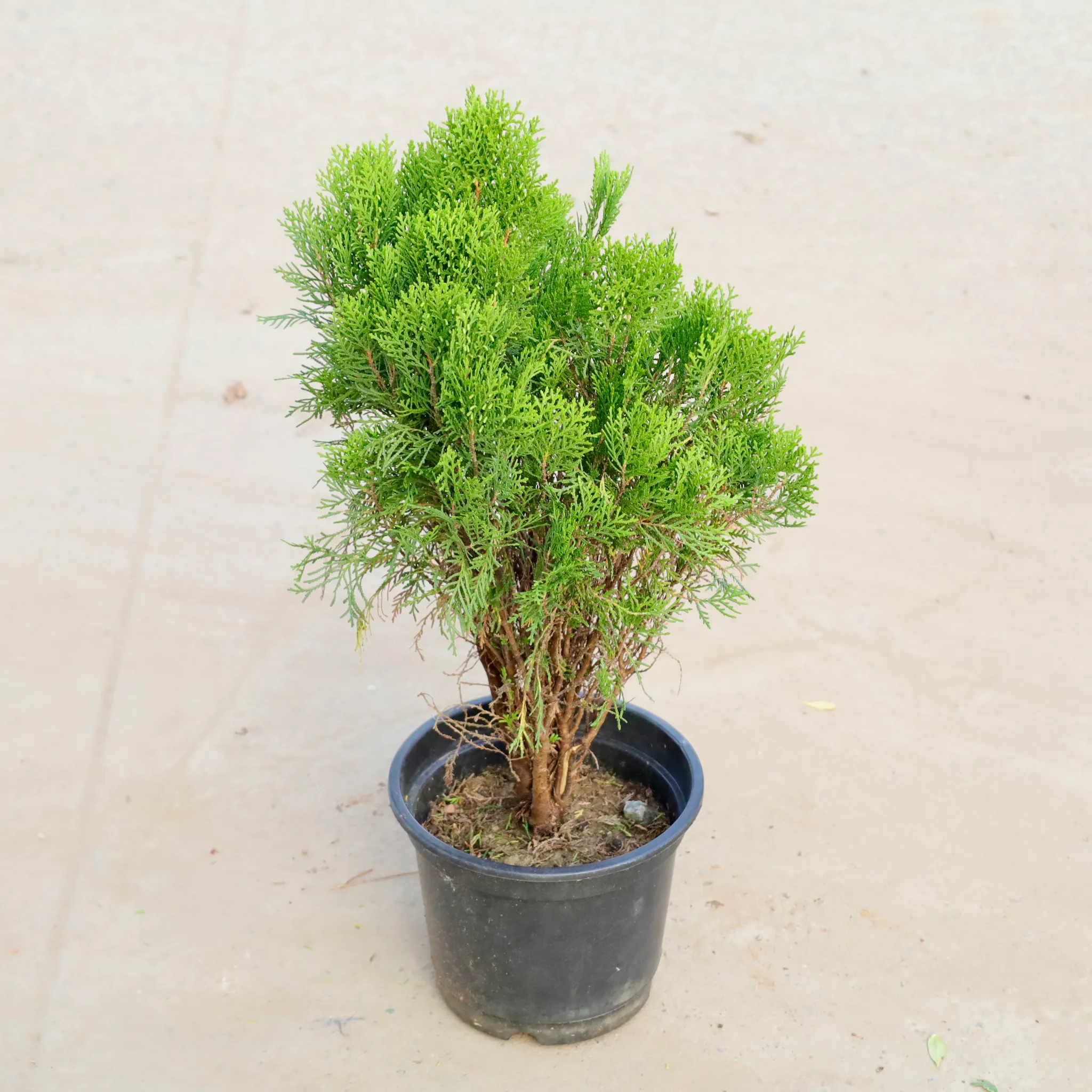 Morpankhi in 8 Inch Nursery Pot