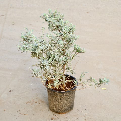 Nicodia / Nikotia in 6 Inch Nursery Pot