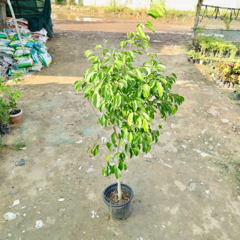 Ficus Benjamina in 10 Inch Nursery Pot