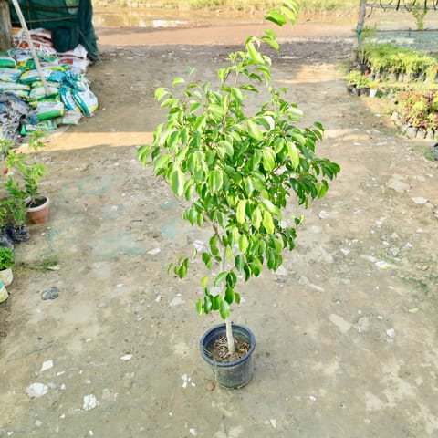 Ficus in 10 Inch Nursery Pot