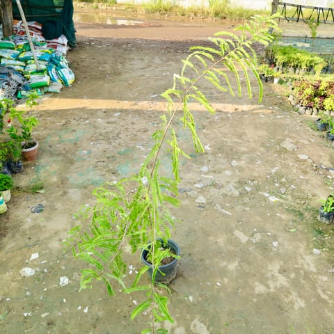 Amla / Indian Gooseberry in 10 Inch Nursery Pot