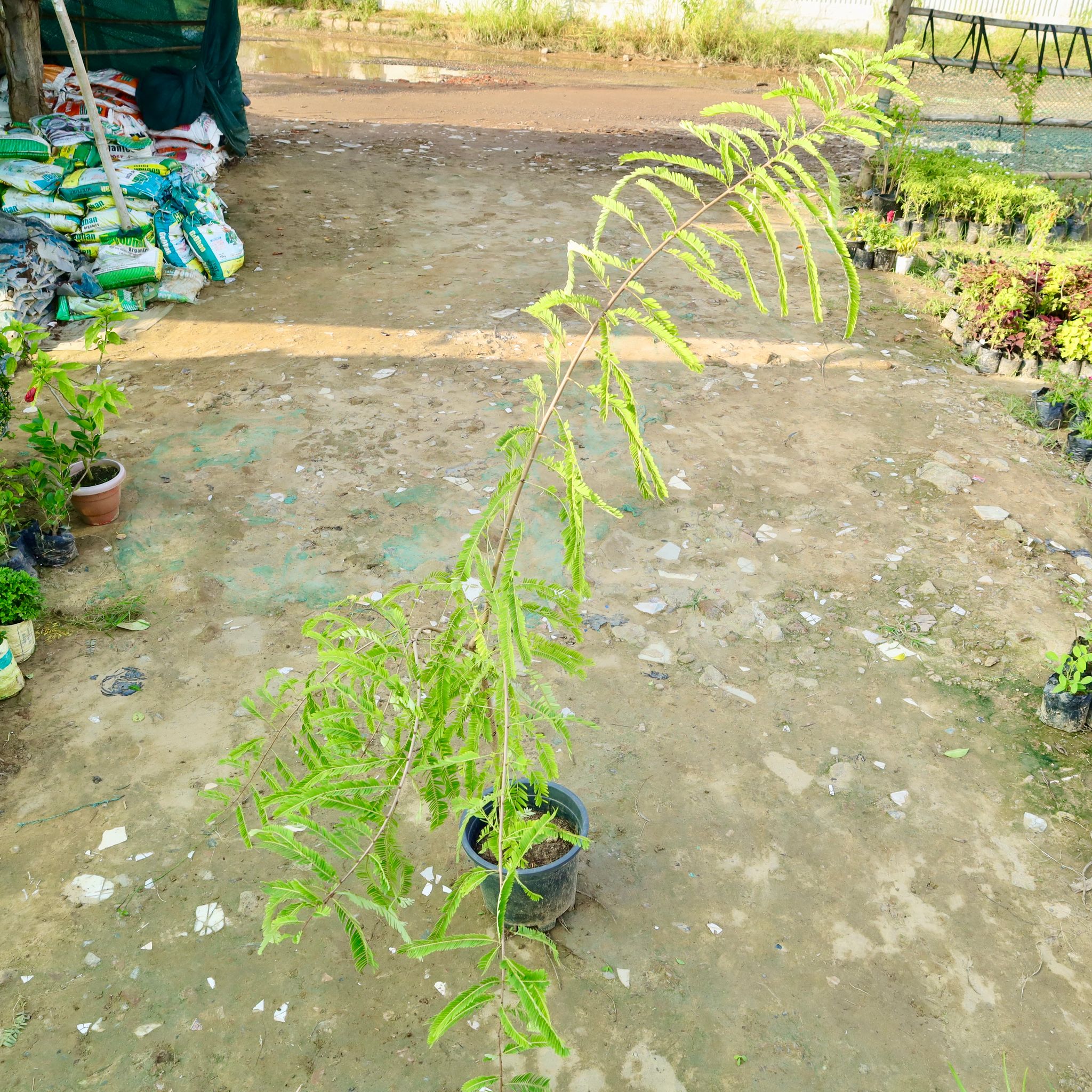Amla / Indian Gooseberry in 10 Inch Nursery Pot