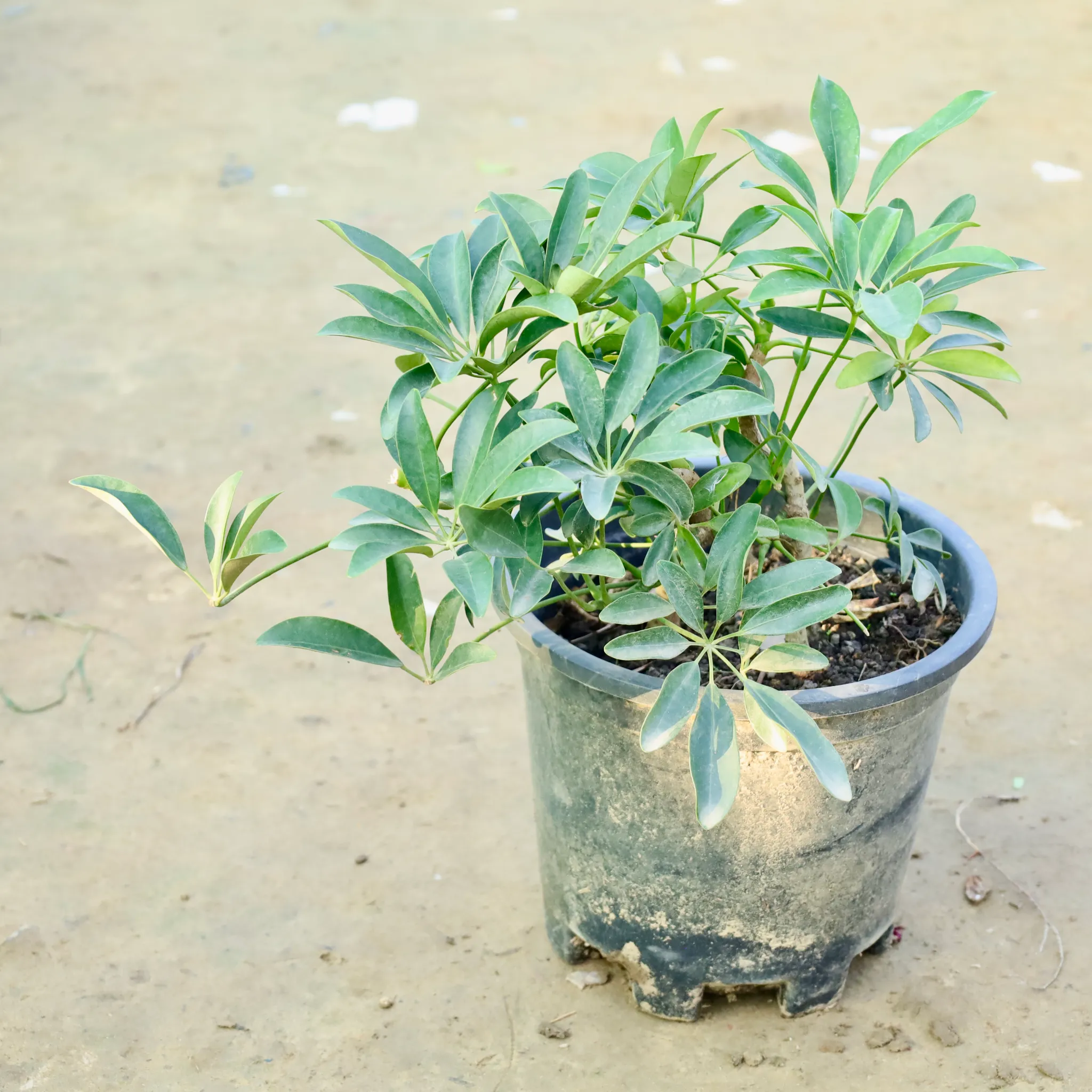 Schefflera in 10 Inch Nursery Pot