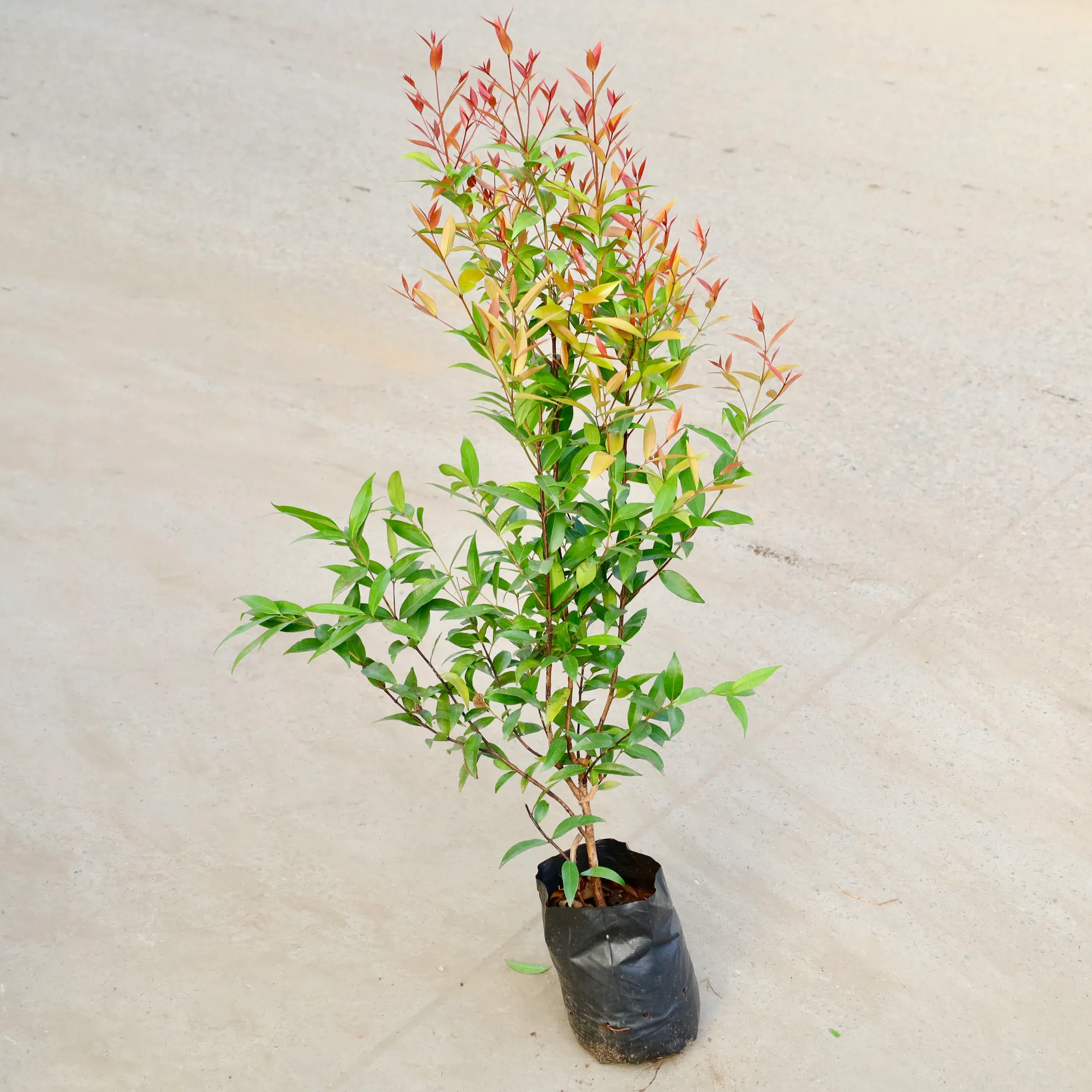 Syzygium / Christina Ficus (1.5 Ft) in 8 Inch Nursery bag