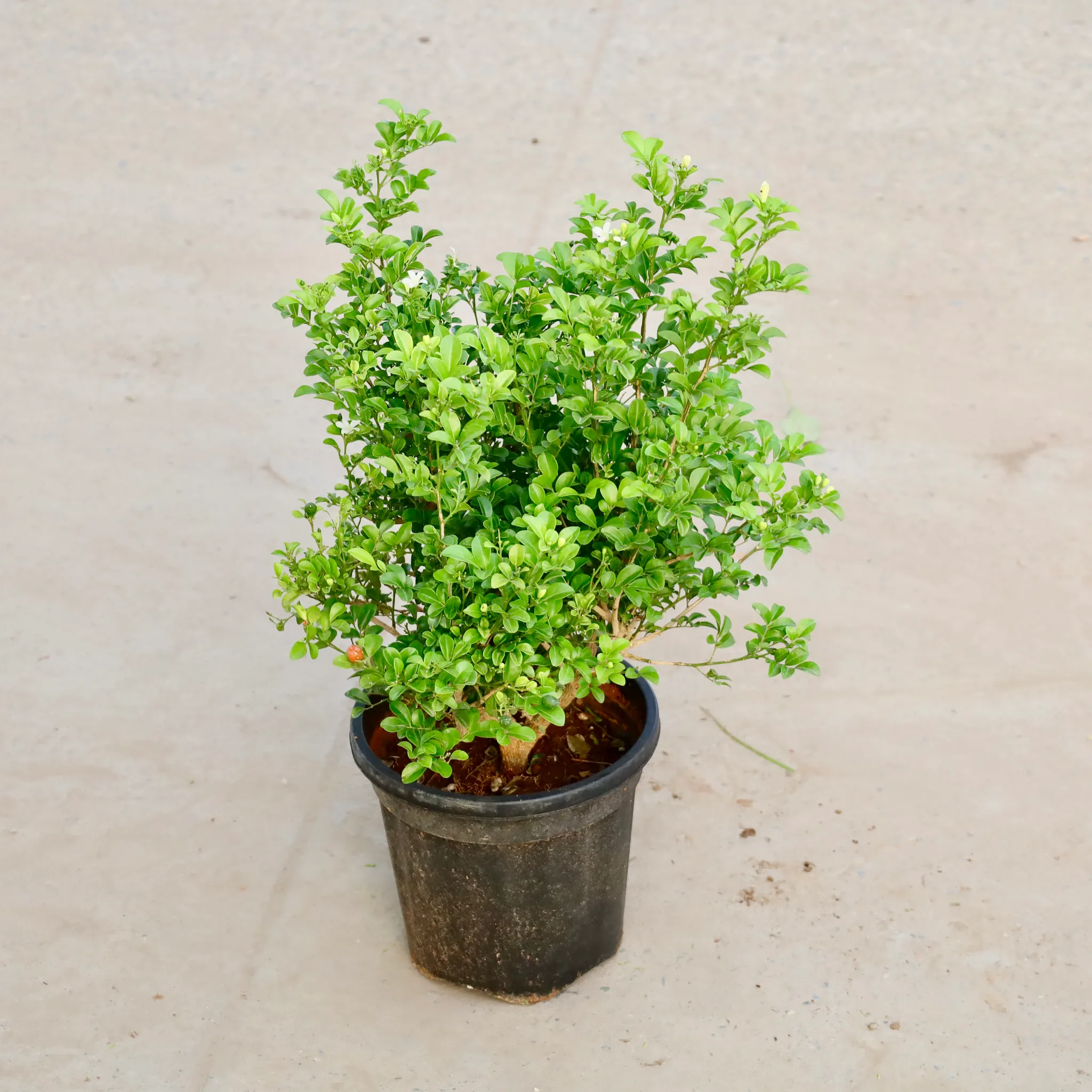 Madhu Kamini White / Murraya in 8 Inch Nursery Pot