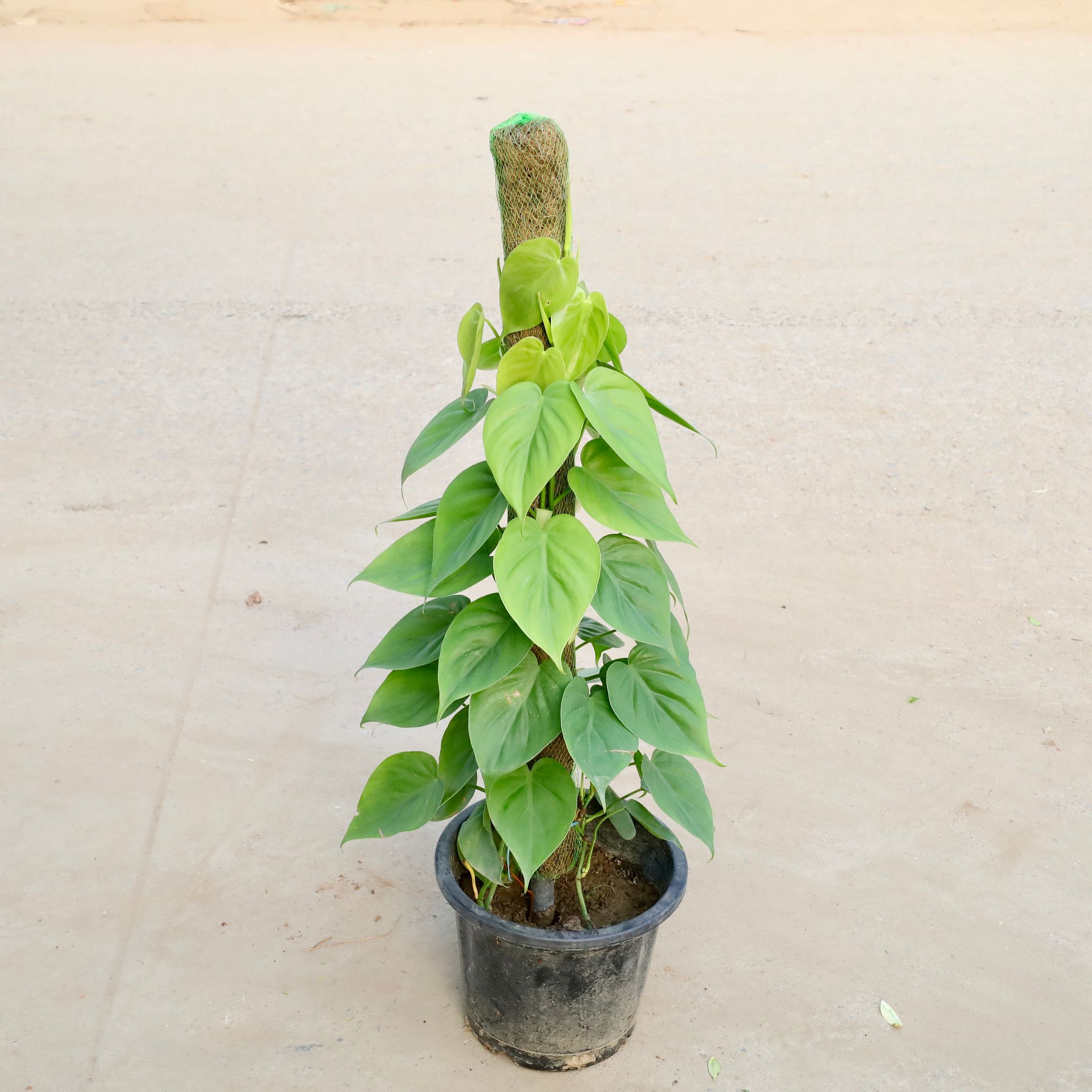 Oxycardium Green with 3 Ft Moss Stick in 8 Inch Nursery Pot