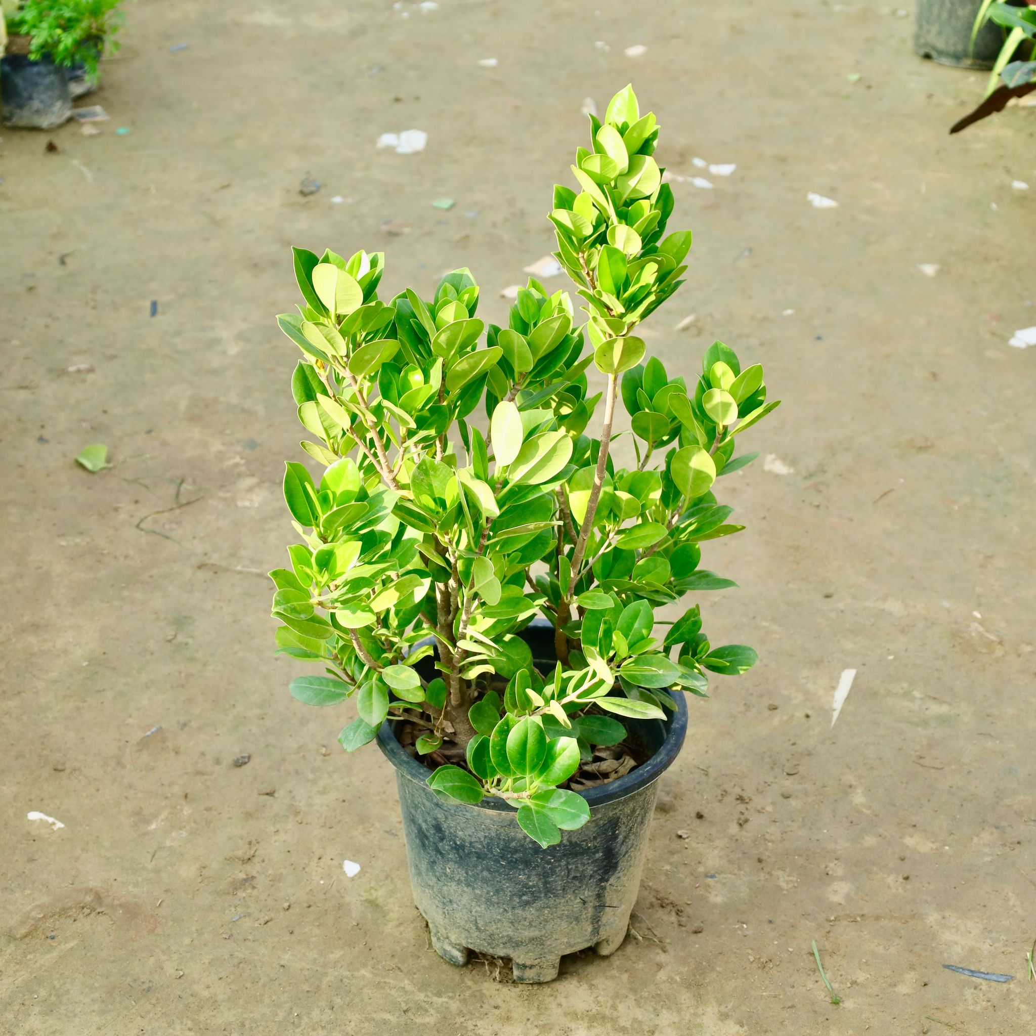 Ficus Long Island in 10 Inch Nursery Pot