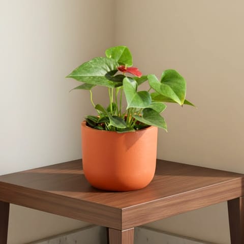 Anthurium Red in 4 inch Aaroh U-Pipe Maati Pot - Modern Curved Handcrafted Appeal