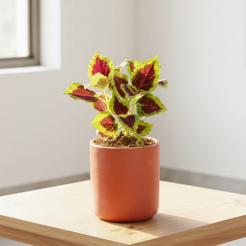 Coleus  in 4 inch Neer Glass Maati Pot - Smooth Curved Artisanal Finish