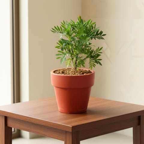 Marigold (any colour) in 6 inch Dhara Collar Maati Pot - Large Earthy Handcrafted Piece
