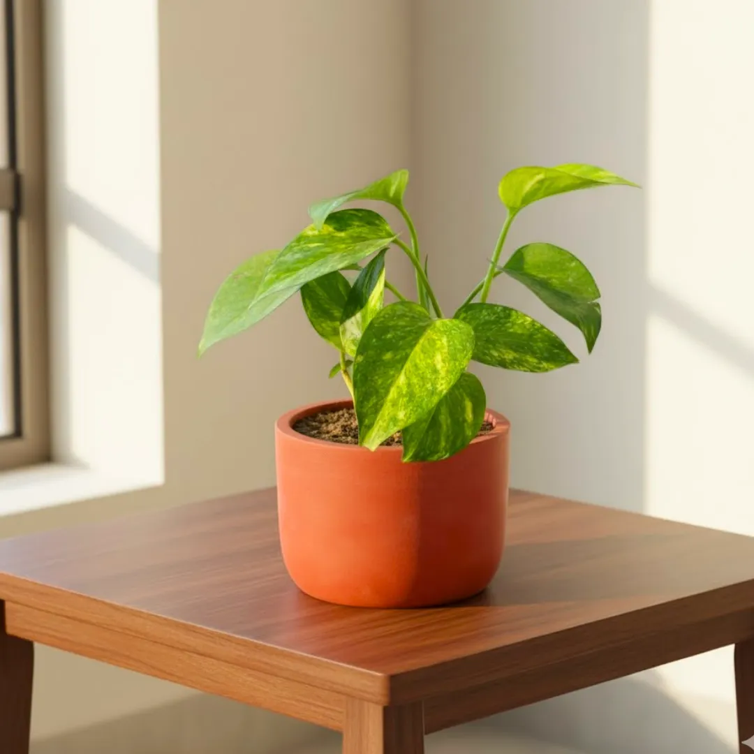 Money Plant Green in 4 inch Aaroh Maati Pot - Modern Curved Handcrafted Appeal