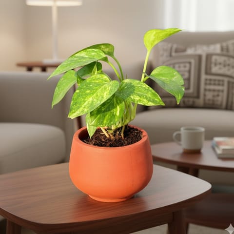 Money Plant Green in 4 inch Bhoomi Bowl Maati Pot - Wide-Mouth Rustic Matte Beauty