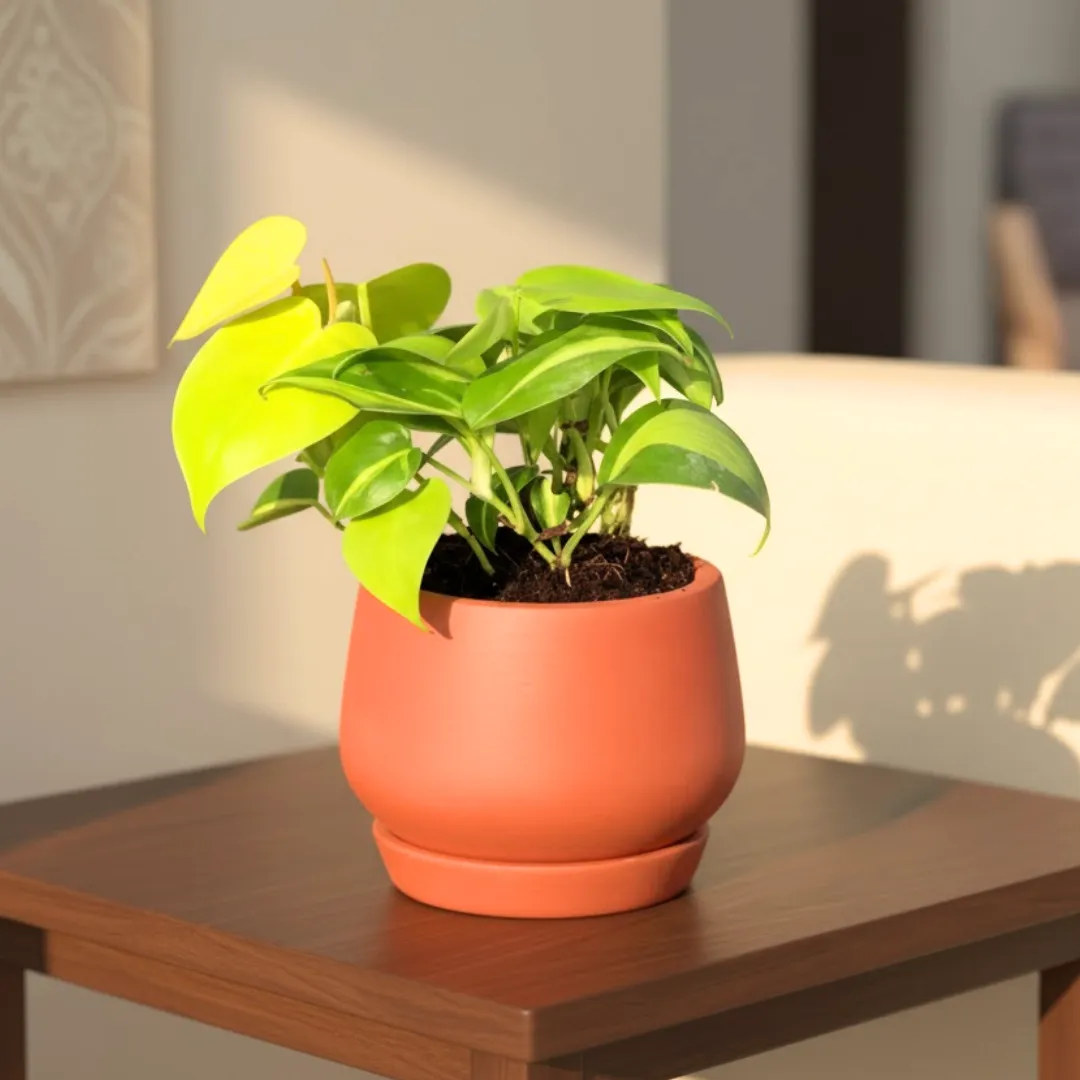 Oxycardium Vareigated in 4 inch Bhoomi Maati Pot - Wide-Mouth Rustic Matte Beauty