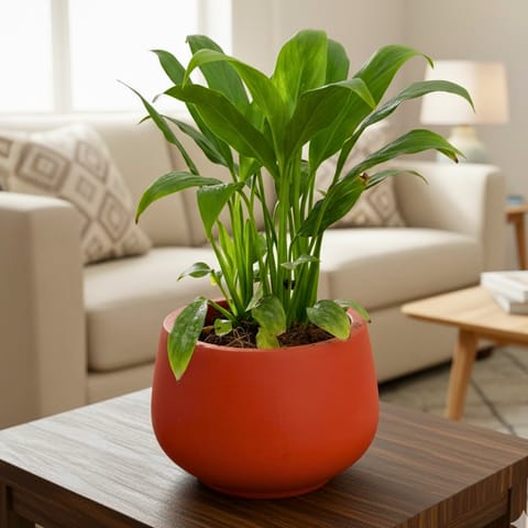 Peace Lily in 4 inch Bhoomi Bowl Maati Pot - Wide-Mouth Rustic Matte Beauty
