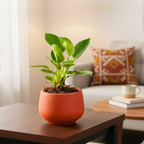 Philodendron Birkin in 4 inch Bhoomi Bowl Maati Pot - Wide-Mouth Rustic Matte Beauty
