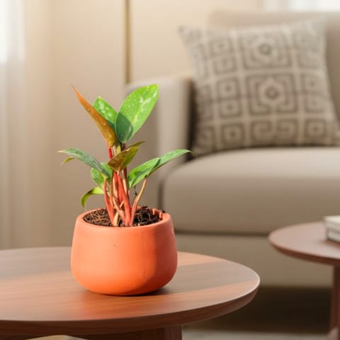 Philodendron Red in 4 inch Bhoomi Bowl Maati Pot - Wide-Mouth Rustic Matte Beauty
