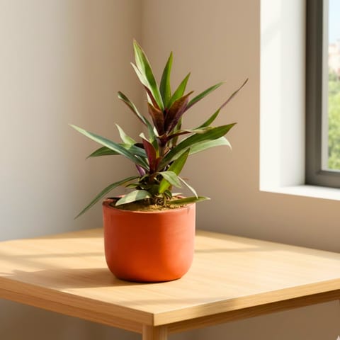 Rhoeo in 4 inch Aaroh U-Pipe Maati Pot - Modern Curved Handcrafted Appeal