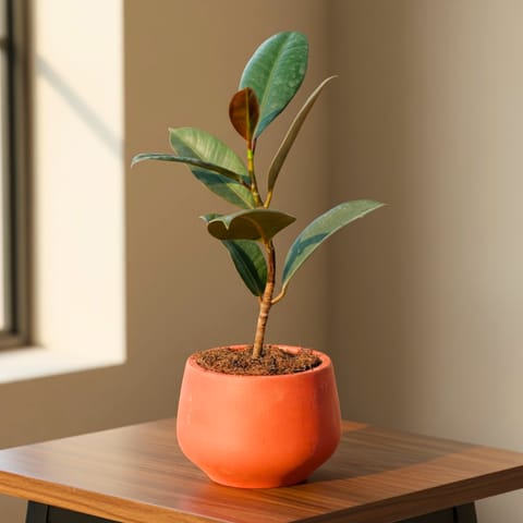 Rubber in 4 inch Bhoomi Bowl Maati Pot - Wide-Mouth Rustic Matte Beauty