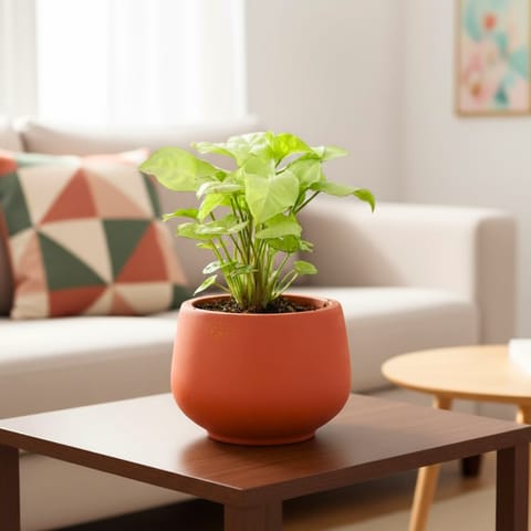 Syngonium white in 4 inch Bhoomi Bowl Maati Pot - Wide-Mouth Rustic Matte Beauty