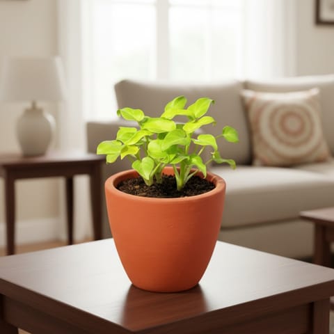 Xanadu Golden in 4 inch Shilp Maati Pot - Chic Small Pot for Decor Corners
