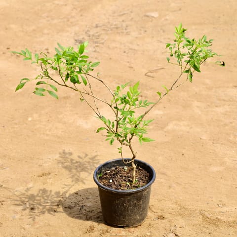 Tecoma (any colour) in 6 Inch Nursery Pot