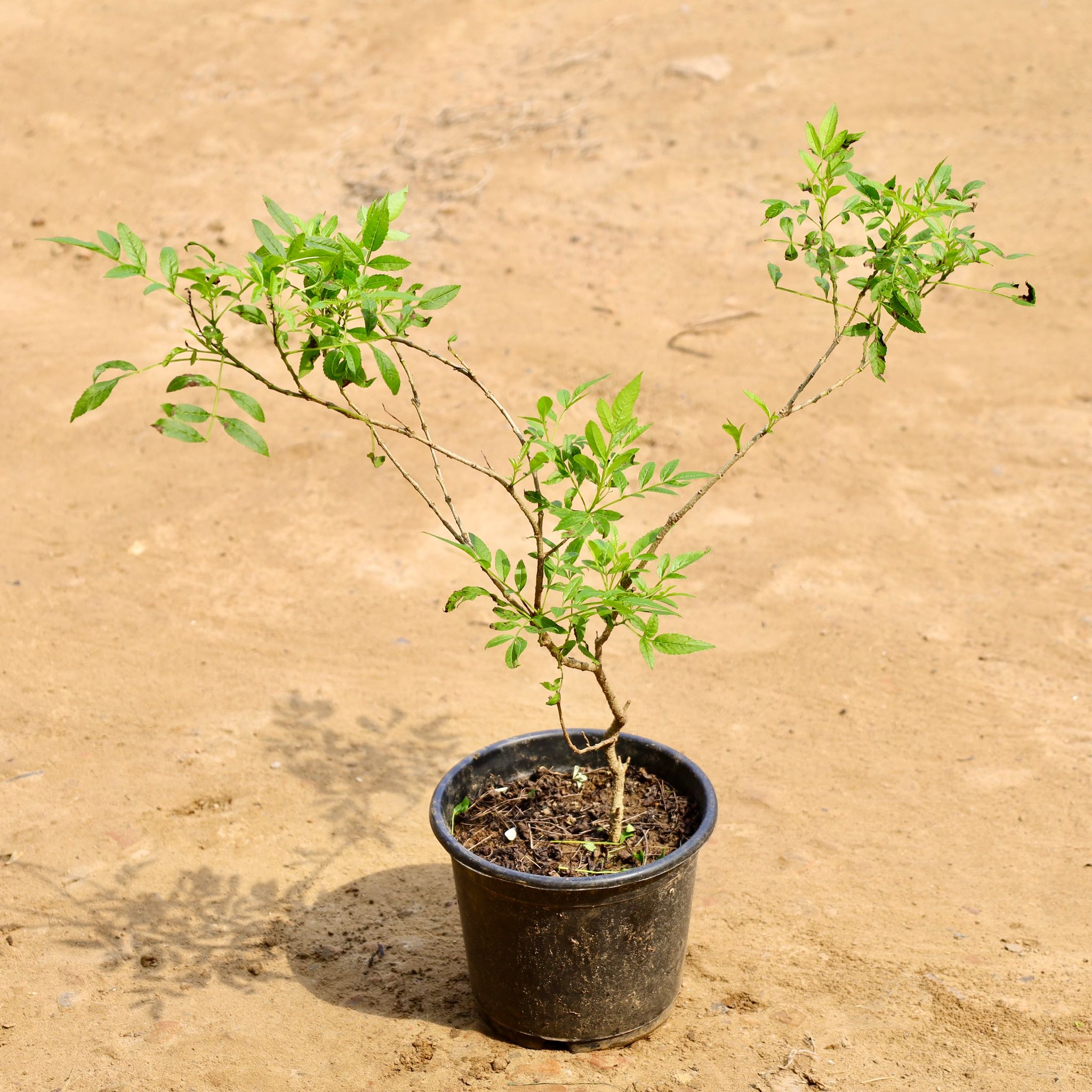 Tecoma (any colour) in 6 Inch Nursery Pot