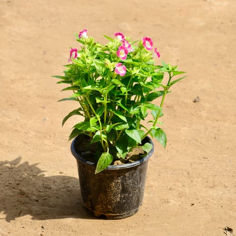 Torenia / Wishbone Pink in 6 Inch Nursery Pot
