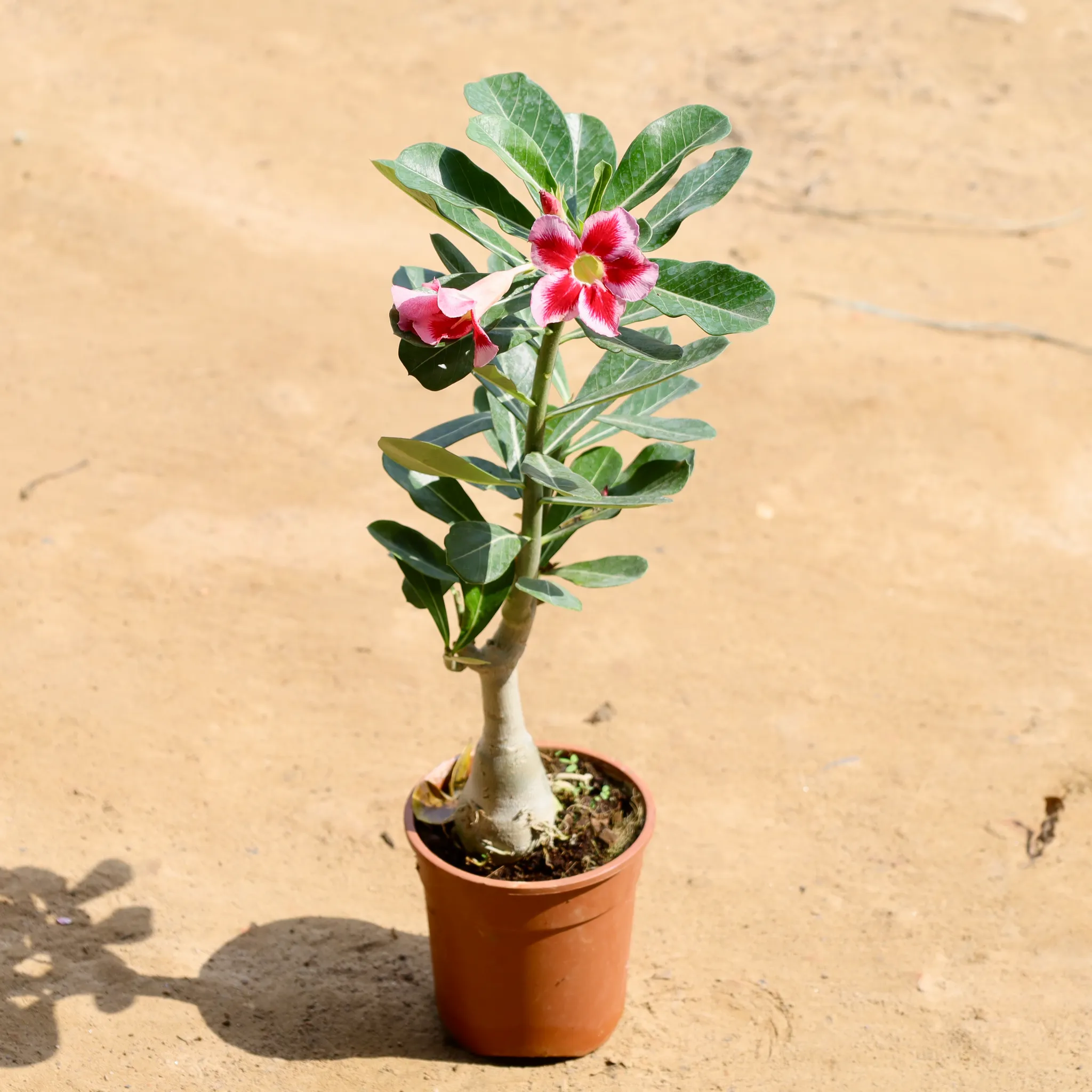 Adenium (Any Colour) in 6 Inch Nursery bag